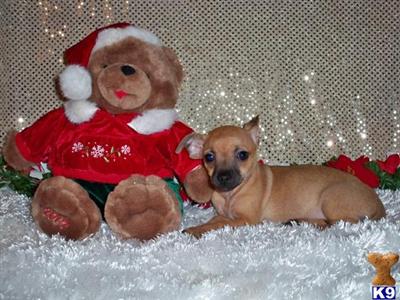 Tiny baby girl 5 pound adult